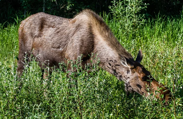 Älg nära Delta — Stockfoto