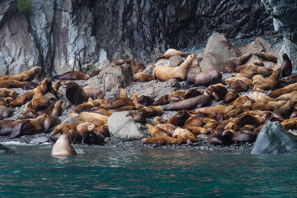 Sea lion colony