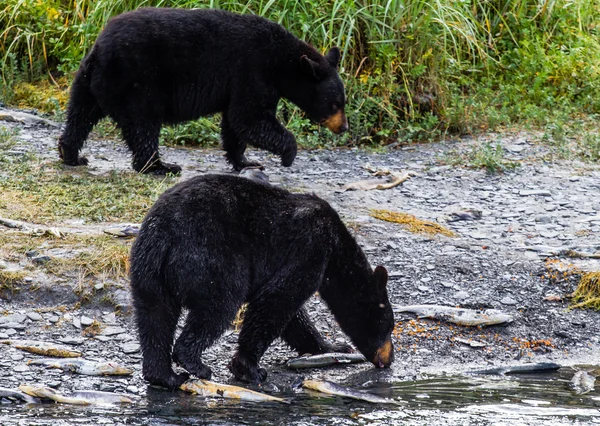 Caviar for bears — Stock Photo, Image