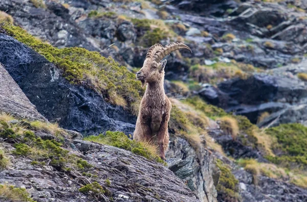 Manliga ibex poserar — Stockfoto