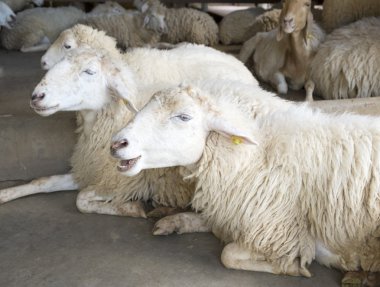 Beyaz yong koyun çiftliğinde