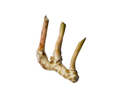 galangal beyaz arkaplanda izole edildi