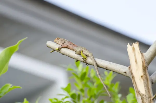 bukalemun şube ağaç ön ev