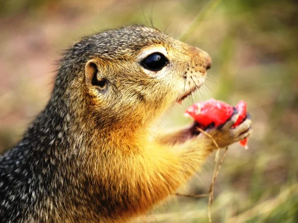 Gopher eating watermelon — Stock Photo, Image