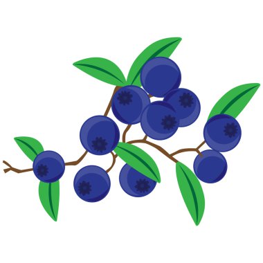 Beyaz arkaplanda yabanmersini