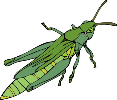 Yeşil çekirge böcek