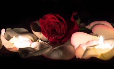 bir gül ile natürmort