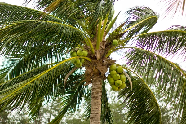 Koh chang Adası Tayland