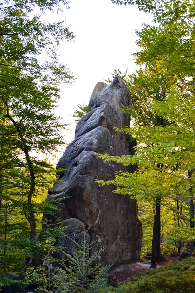 Kayalar, gökten, dağlar bir orman