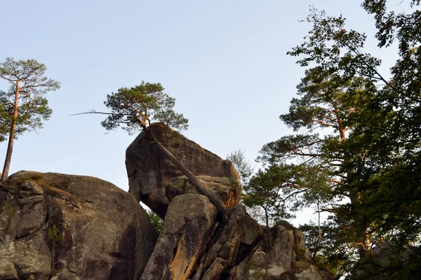 Kayalar, gökten, dağlar bir orman