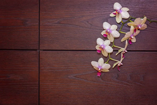 Branche de fleur d'orchidée sur la texture du bois — Photo