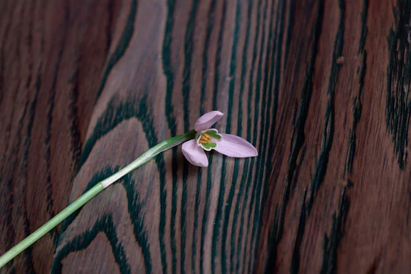 Delicato bucaneve bianco sulla texture del legno — Foto Stock