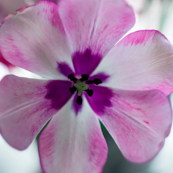 Der Kern der Blume. Fliedertulpe. — Stockfoto