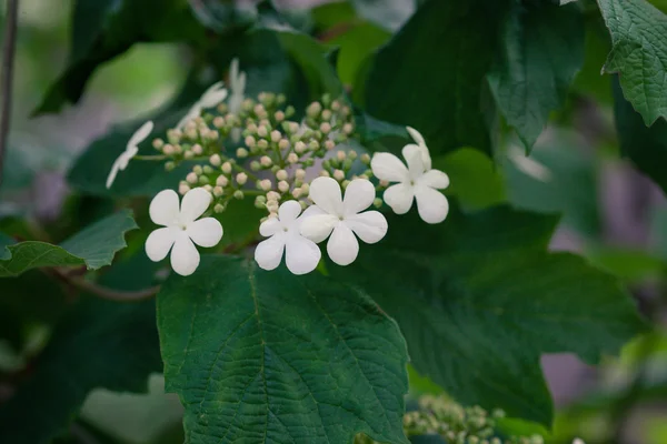 Kalina w kwiat. Małe białe kwiaty — Zdjęcie stockowe