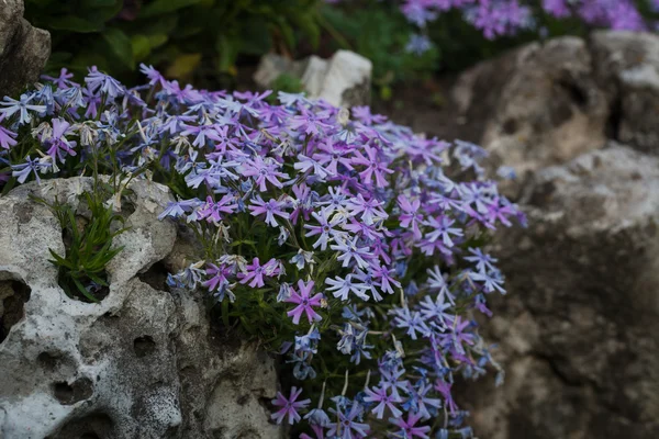 Le phlox violet dans la roche. Décoration de jardin Photo De Stock