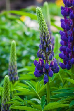 Bahçedeki Lila lupines