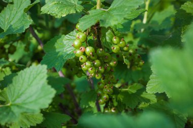 Frenk üzümü yeşil meyveler