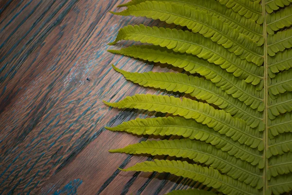 Grote groene blad op het hout. Jungle — Stockfoto