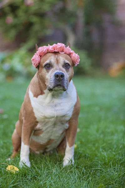 American staffordshire terrier dans le jardin Dog-girl avec l'arc sur la tête Image En Vente