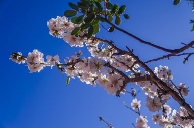 Bahar çiçek çiçek meyve ağacı İspanya üzerinde