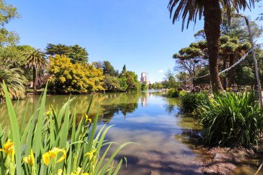 La Plata 'daki Paseo del Bosque Gölü kıyısındaki parlak sarı Iris psödacorus çiçeklerine yakın çekim. Sahne, yakınlardaki Doğal Bilim Müzesi ve Estudiantes stadyumunu yansıtıyor..