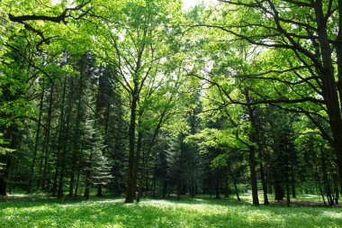 Bir güneşli bahar gününde yeşil orman