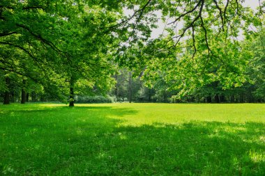 yeşil çayır ve yaprakları