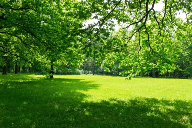 yeşil çayır ve yaprakları