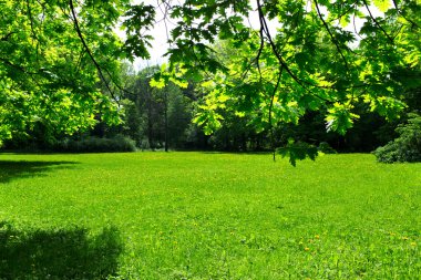yeşil çayır ve yaprakları