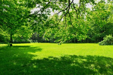 yeşil çayır ve yaprakları