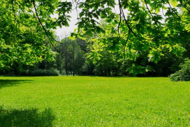 yeşil çayır ve yaprakları