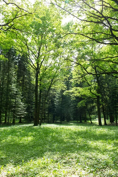 Bir güneşli bahar gününde yeşil orman — Stok fotoğraf