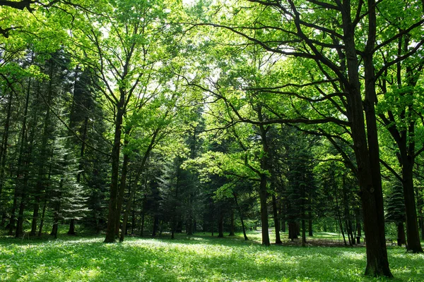 Green forest on a sunny spring day — Stock Photo, Image