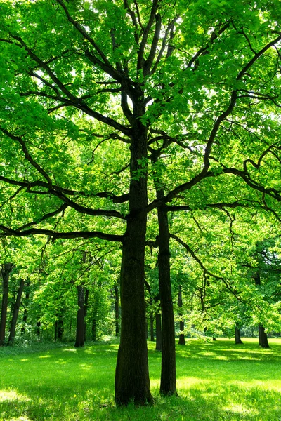 Strom se zeleným na jaře — Stock fotografie