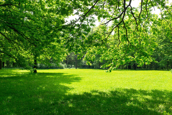Green meadow and leaves