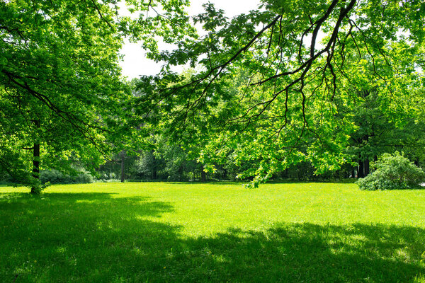 Green meadow and leaves