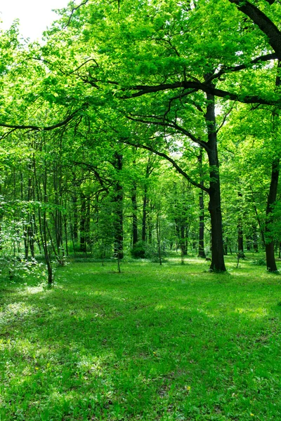 Młody Las zielony w słoneczny dzień — Zdjęcie stockowe