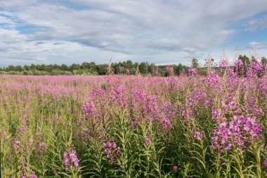 Yeşil çayır çiçek açan söğüt-bitki çayı ile