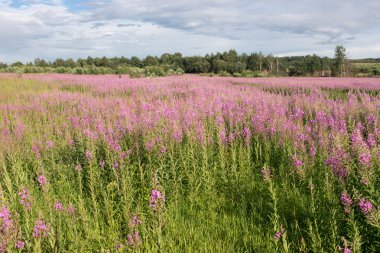 Yeşil çayır çiçek açan söğüt-bitki çayı ile