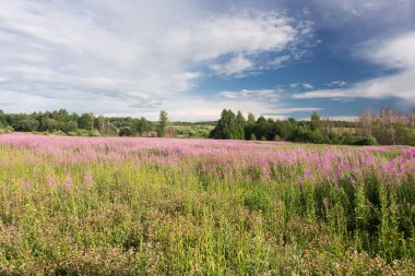 Yeşil çayır çiçek açan söğüt-bitki çayı ile