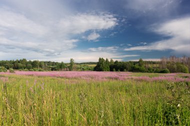 Yeşil çayır çiçek açan söğüt-bitki çayı ile