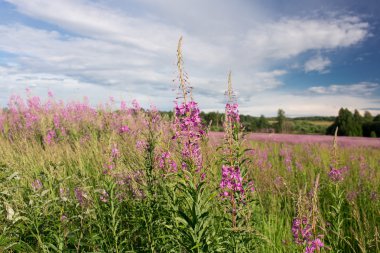 Yeşil çayır çiçek açan söğüt-bitki çayı ile