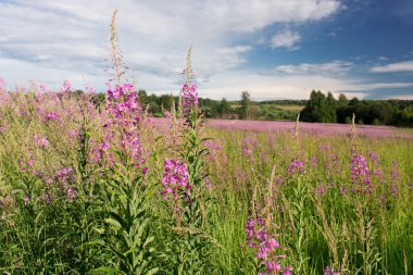 Yeşil çayır çiçek açan söğüt-bitki çayı ile