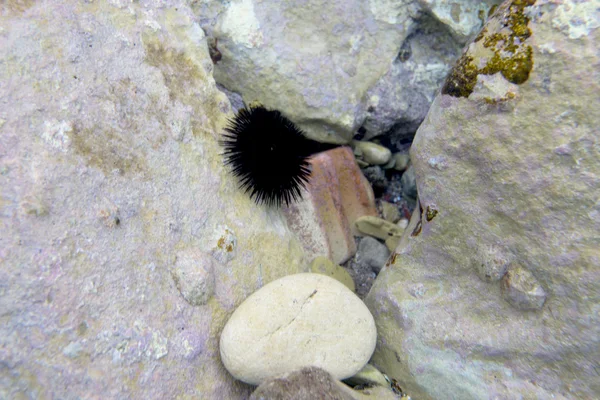 Zee-egels - onderwater leven — Stockfoto