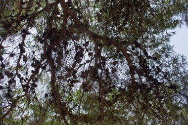 Gökyüzünün arka planında kozalaklı çam dalları