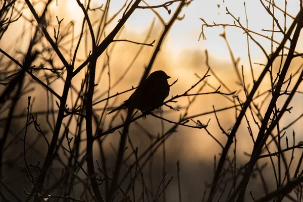 Oiseaux sur une branche au coucher du soleil — Photo