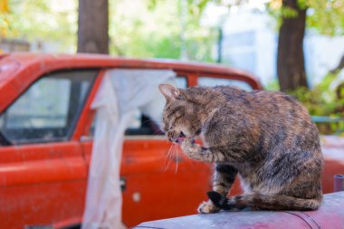 eski bir araba arka plan üzerinde kedi yıkar 