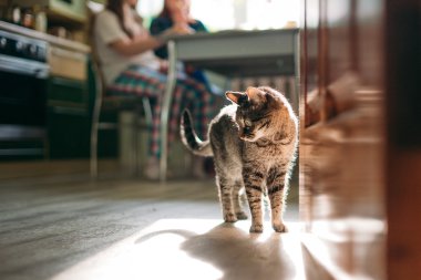 Güneşin tekir kedi