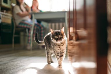 Güneşin tekir kedi