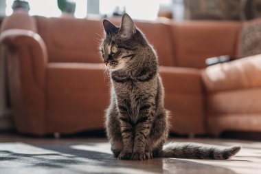 sürpriz kedi kanepede oturur